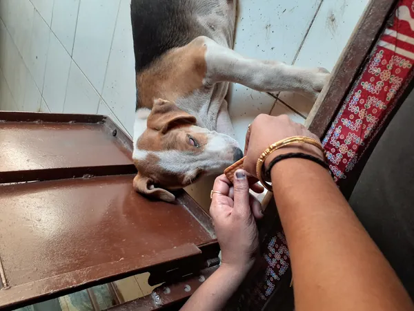 ตับอ่อนอักเสบในหมา โรคเจ็บปวดเฉียบพลันที่มาพร้อมอาเจียน ปวดท้อง ซึม รู้ทันและรักษาทันเวลา